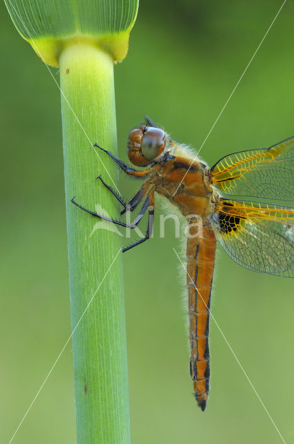 Scarce Chaser (Libellula fulva)