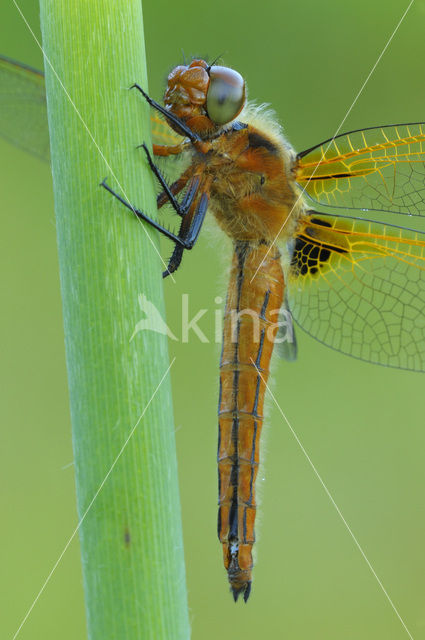 Bruine korenbout (Libellula fulva)