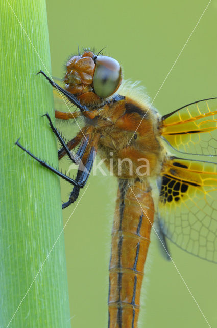 Bruine korenbout (Libellula fulva)