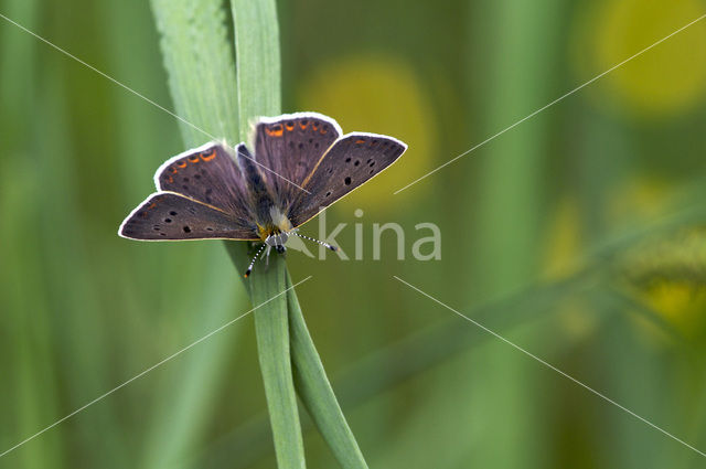 Bruine vuurvlinder (Lycaena tityrus)