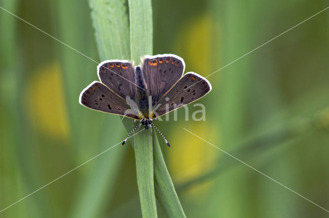 Bruine vuurvlinder (Lycaena tityrus)