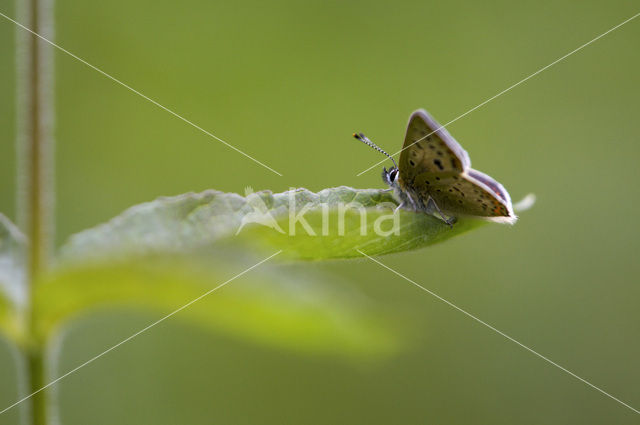 Bruine vuurvlinder (Lycaena tityrus)
