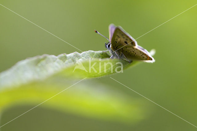 Bruine vuurvlinder (Lycaena tityrus)