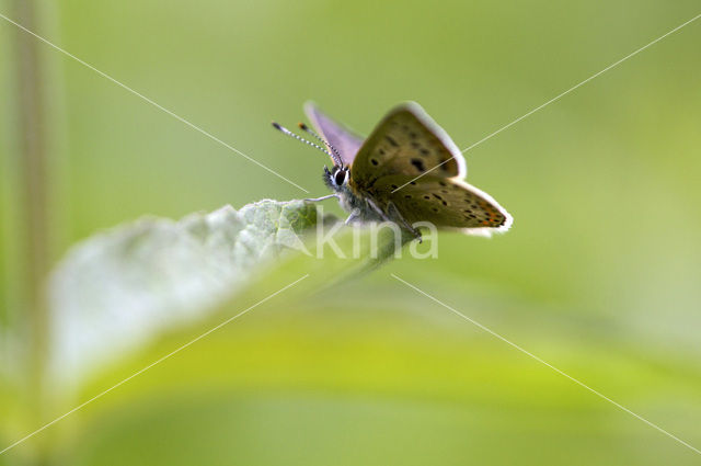 Bruine vuurvlinder (Lycaena tityrus)