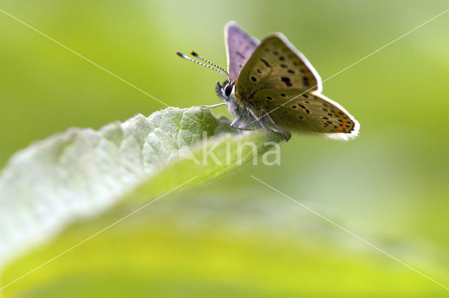 Bruine vuurvlinder (Lycaena tityrus)