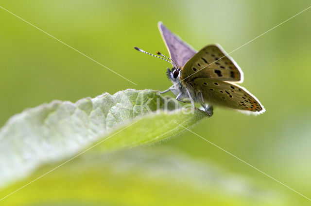 Sooty Copper (Lycaena tityrus)