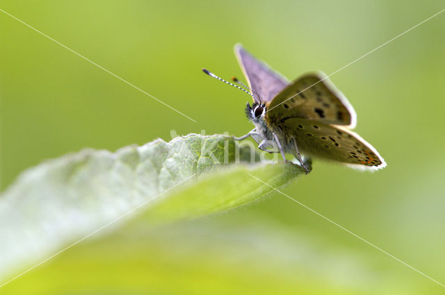 Sooty Copper (Lycaena tityrus)