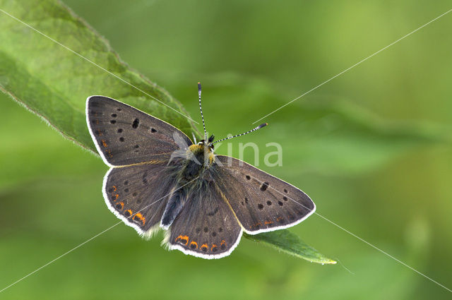 Sooty Copper (Lycaena tityrus)