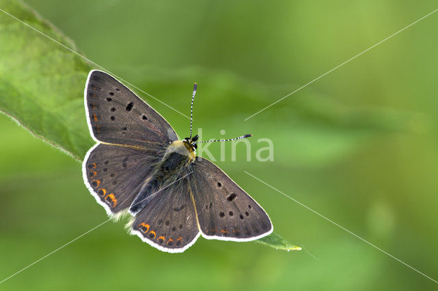 Sooty Copper (Lycaena tityrus)