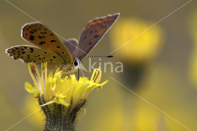 Sooty Copper (Lycaena tityrus)