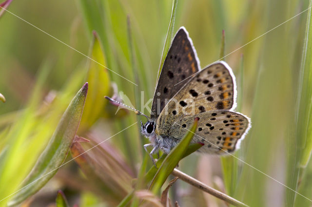 Sooty Copper (Lycaena tityrus)