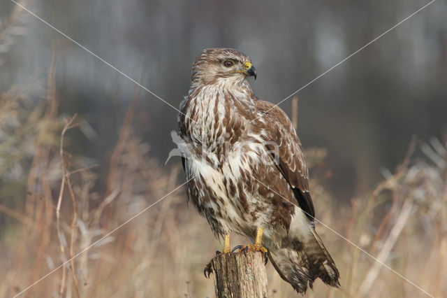 Buizerd (Buteo buteo)