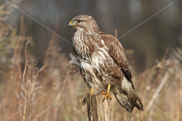 Buizerd (Buteo buteo)