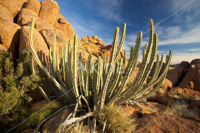 Cactus (Phylocactus hybride)