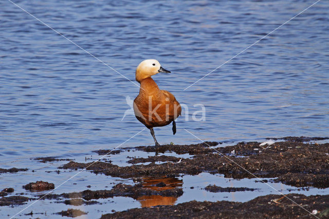 Ruddy Shelduck (Tadorna ferruginea)