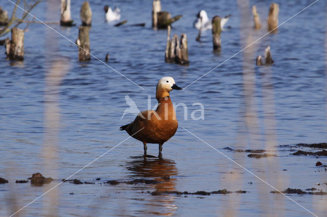 Casarca (Tadorna ferruginea)