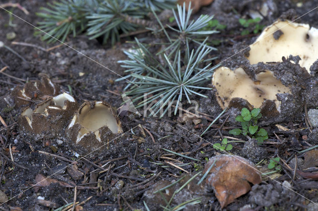 Cedergrondbekerzwam (Geopora sumneriana)