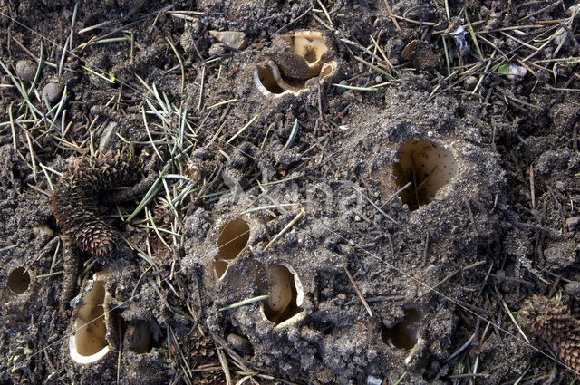 Geopora sumneriana