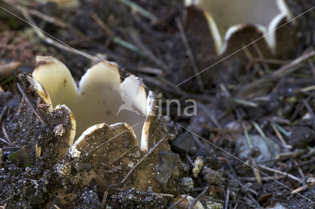 Geopora sumneriana