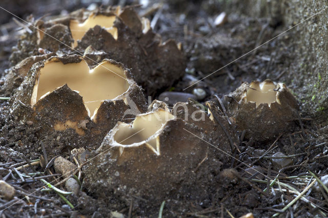 Cedergrondbekerzwam (Geopora sumneriana)