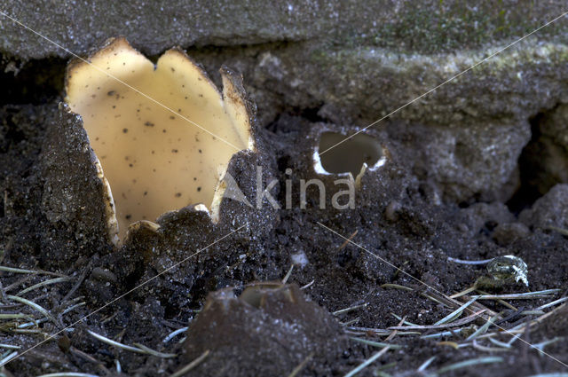 Cedergrondbekerzwam (Geopora sumneriana)