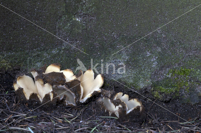 Cedergrondbekerzwam (Geopora sumneriana)