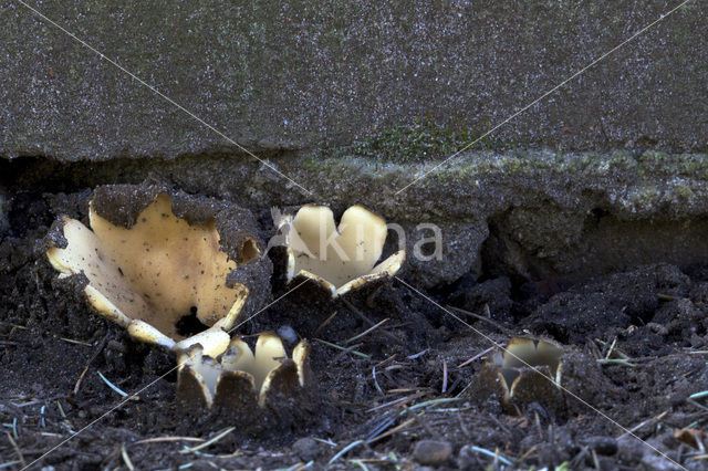 Cedergrondbekerzwam (Geopora sumneriana)