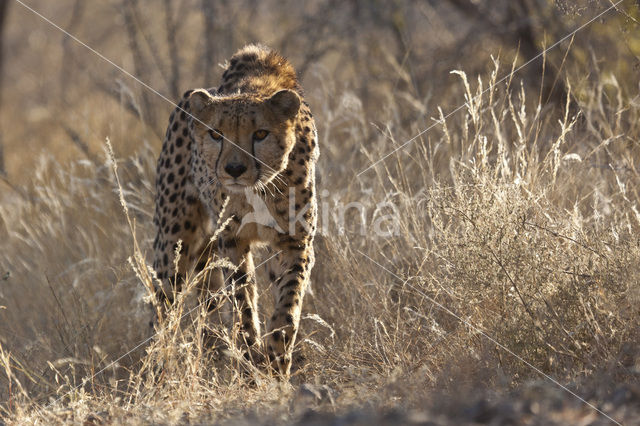 Cheetah