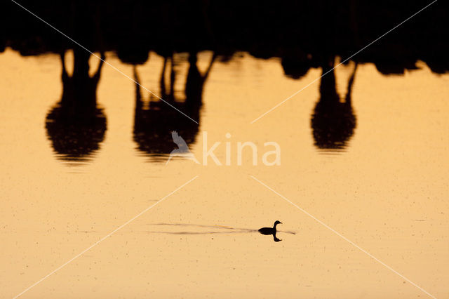 Little Grebe (Tachybaptus ruficollis)