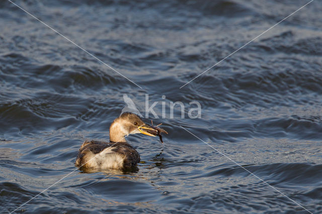 Dodaars (Tachybaptus ruficollis)