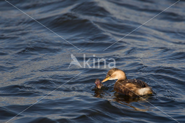 Dodaars (Tachybaptus ruficollis)