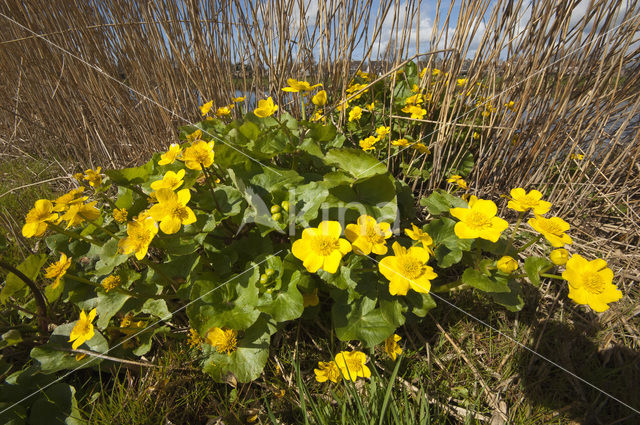 Dotterbloem (Caltha palustris)