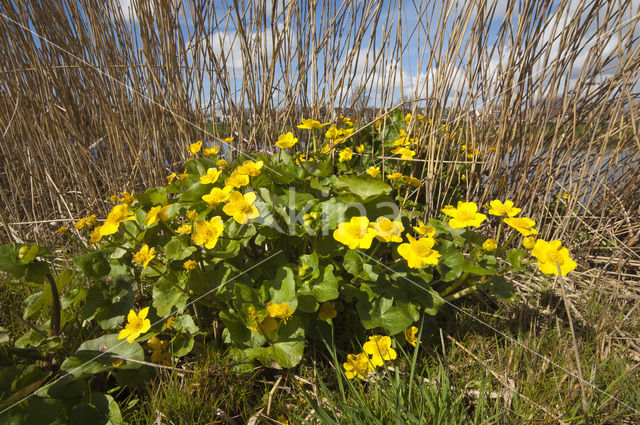 Marsh Marigold (Caltha palustris)