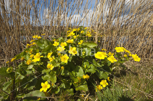 Dotterbloem (Caltha palustris)