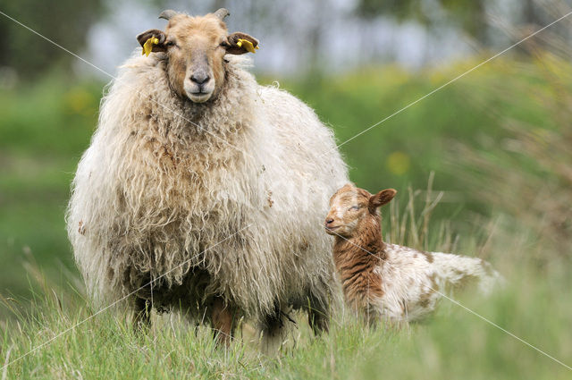 Drents heideschaap (Ovis domesticus)