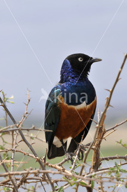 Superb Starling (Lamprotornis superbus)