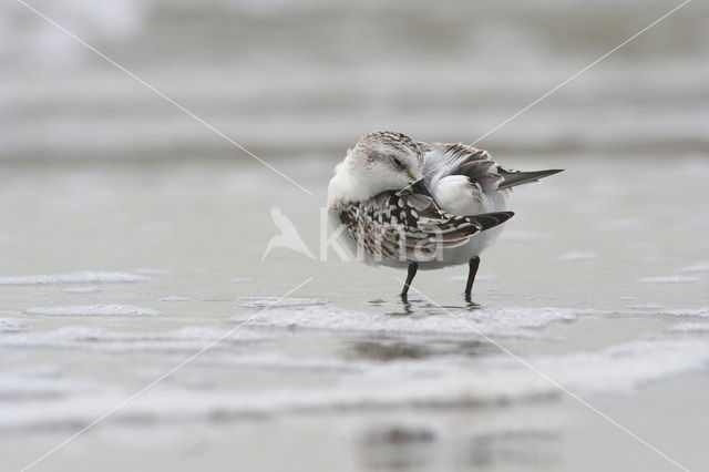 Drieteenstrandloper (Calidris alba)