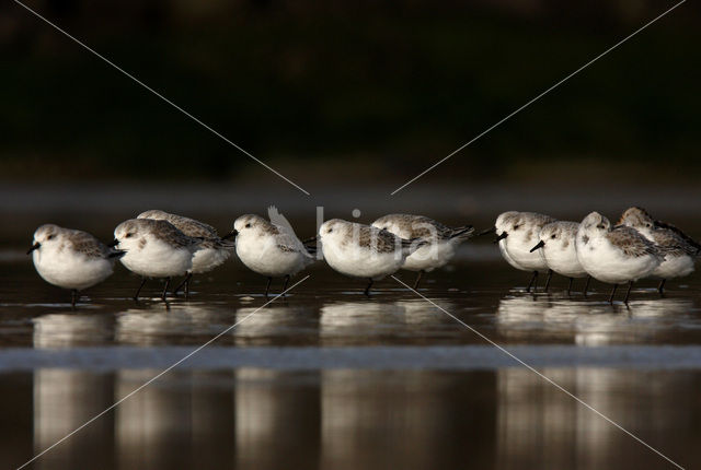 Drieteenstrandloper (Calidris alba)