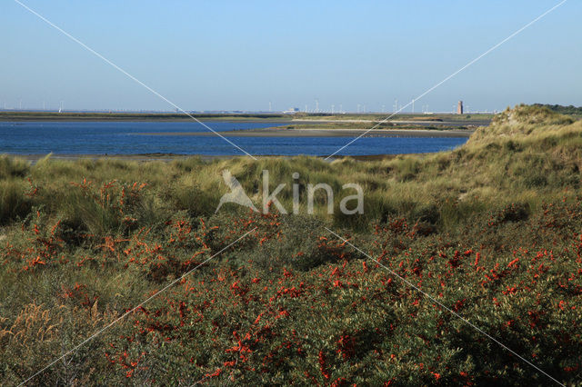 Sea-buckthorn (Hippophae rhamnoides)