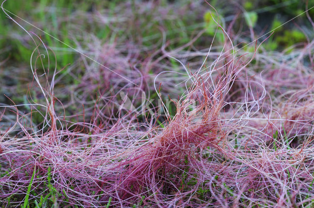 Common Dodder (Cuscuta epithymum)