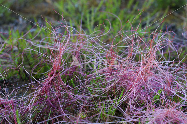 Common Dodder (Cuscuta epithymum)