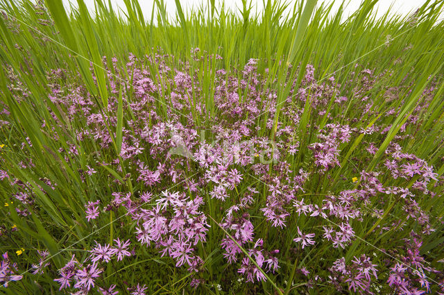 Echte koekoeksbloem (Lychnis flos-cuculi)