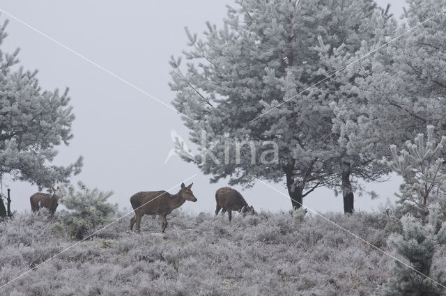 Red Deer (Cervus elaphus)