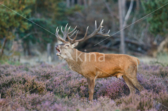 Red Deer (Cervus elaphus)