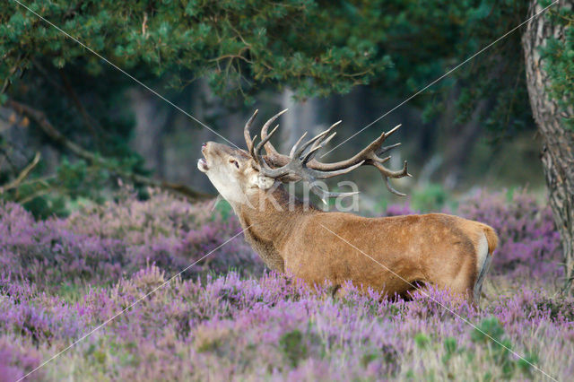Red Deer (Cervus elaphus)
