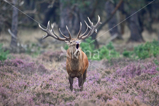 Edelhert (Cervus elaphus)