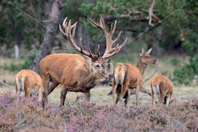 Edelhert (Cervus elaphus)