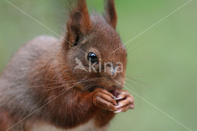 Red Squirrel (Sciurus vulgaris)