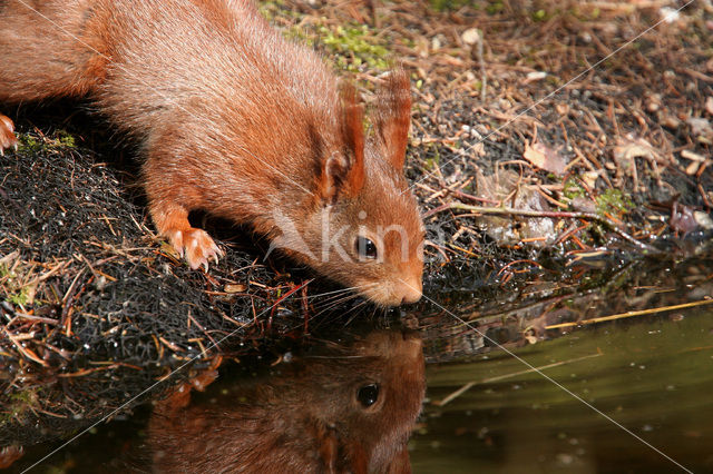 Red Squirrel (Sciurus vulgaris)