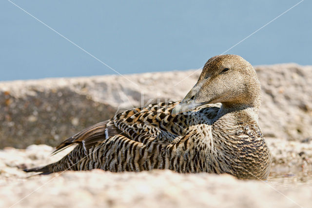 Eider (Somateria mollissima)